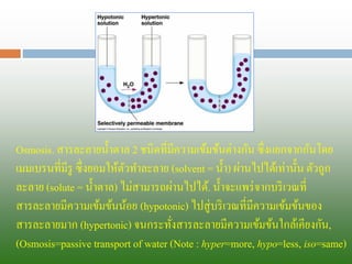 Osmosis. สารละลายน้าตาล 2ชนิดที่มีความเข้มข้นต่างกัน ซึ่งแยกจากกันโดย เมมเบรนที่มีรู ซึ่งยอมให้ตัวทาละลาย (solvent = น้า) ผ่านไปได้เท่านั้น ตัวถูก ละลาย (solute = น้าตาล) ไม่สามารถผ่านไปได้. น้าจะแพร่จากบริเวณที่ สารละลายมีความเข้มข้นน้อย (hypotonic) ไปสู่บริเวณที่มีความเข้มข้นของ สารละลายมาก (hypertonic) จนกระทั่งสารละลายมีความเข้มข้นใกล้เคียงกัน, (Osmosis=passive transport of water(Note : hyper=more, hypo=less, iso=same)  