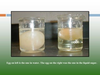 Egg on left is the one in water. The egg on the right was the one in the liquid sugar.  