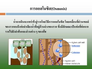 การออสโมซิส(Osmosis) 
น้าจากดินจะแพร่เข้าสู่รากโดยวิธีการออสโมซิสโดยเคลื่อนที่ผ่านเซลล์ ของรากจนถึงท่อลาเลียงน้าที่อยู่ด้านล่างของราก ซึ่งมีลักษณะเป็นท่อที่ต่อจาก รากไปยังลาต้นและส่วนต่าง ๆ ของพืช  