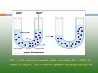 Salt is a solute, when it is concentrated inside or outside the cell, it will draw the water in its direction. This is also why you get thirsty after eating something salty  