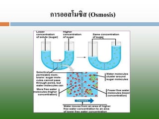 การออสโมซิส(Osmosis)  