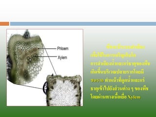 พืชจะมีระบบลาเลียง เพื่อใช้ในการเจริญเติบโต 
การลาเลียงน้าและแร่ธาตุของพืช เกิดขึ้นบริเวณปลายรากโดยมี ขนราก ทาหน้าที่ดูดน้าและแร่ ธาตุเข้าไปยังส่วนต่าง ๆ ของพืช 
โดยผ่านทางเนื้อเยื่อ Xylem  
