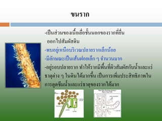 ขนราก 
-เป็นส่วนของเนื้อเยื่อชั้นนอกของรากที่ยื่น 
ออกไปสัมผัสดิน 
-พบอยู่เหนือบริเวณปลายรากเล็กน้อย 
-มีลักษณะเป็นเส้นฝอยเล็ก ๆ จานวนมาก 
-อยู่รอบปลายราก ทาให้รากมีพื้นที่ผิวสัมผัสกับน้าและแร่ ธาตุต่าง ๆ ในดินได้มากขึ้น เป็นการเพิ่มประสิทธิภาพใน การดูดซึมน้าและแร่ธาตุของรากได้มาก  