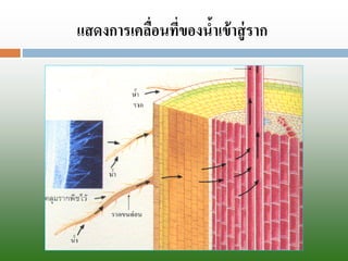 แสดงการเคลื่อนที่ของน้าเข้าสู่ราก  