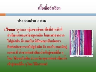 เนื้อเยื่อลาเลียง 1.ไซเลม(xylem) กลุ่มเซลล์ของพืชที่ทาหน้าที่ ลาเลียงน้าและแร่ธาตุจากดิน โดยแพร่จากราก ไปสู่ลาต้น กิ่ง และใบ มีลักษณะเป็นท่อยาว ติดต่อกันจากรากไปสู่ลาต้น กิ่ง และใบและมีอยู่ เฉพาะที่ น้าจากท่อลาเลียงน้าเข้าสู่เซลล์อื่น ๆ โดย วิธีออสโมซิสส่วนแร่ธาตุจากท่อลาเลียงน้า เข้าสู่เซลล์อื่น ๆ โดย วิธีการแพร่ 
ประกอบด้วย 2ส่วน  