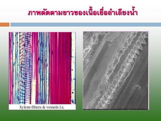 ภาพตัดตามยาวของเนื้อเยื่อลาเลียงน้า  
