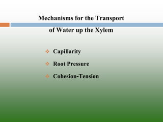 Mechanisms for the Transport of Water up the Xylem 
Capillarity 
Root Pressure 
Cohesion-Tension  