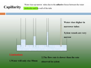 Capillarity 
Water rises up narrow tubes due to the adhesive forces between the water molecules and the wall of the tube 
Xylem vessels are very narrow 
Water rises higher in narrower tubes 
1.Water will only rise 50mm 
2.The flow rate is slower than the rate observed in xylem 
Limitations  