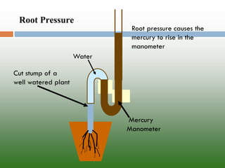 Root Pressure 
Root pressure causes the mercury to rise in the manometer 
Cut stump of a well watered plant 
Water 
Mercury Manometer  