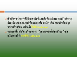 เมื่อพืชคายน้าจะทาให้เกิดแรงดึง ขึ้นภายในท่อลาเลียงน้าแรงดังกล่าวจะ ดึงน้าขึ้นมาทดแทนน้าที่พืชคายออกไป น้ามีแรงดึงดูดระหว่างโมเลกุล ของน้าด้วยกันเอง เรียกว่า โคฮีชัน (cohesion) 
นอกจากนี้น้ายังมีแรงดึงดูดระหว่างโมเลกุลของน้ากับผนังของไซเล มเรียกแรงนี้ว่า แอดฮีชัน (adhesion)  