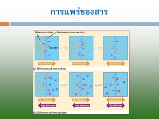 การแพร่ของสาร  