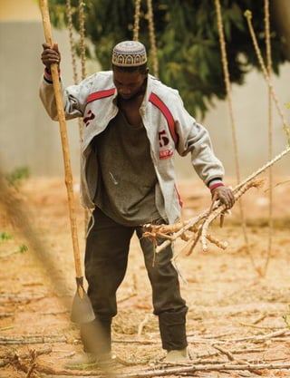 Chapter 5 Sustainable agricultural intensification 147 
  
Abdoulaye Badji, age 50, also lives in 
Casamance. His livelihood is agriculture: 
“That’s what I rely on to sustain myself and 
feed my family.” He provides for his own two 
children and the children of two of his 
brothers, who work abroad. 
Abdoulaye grows rice, groundnuts, maize, 
sorghum, beans and various types of fruit. 
Diversification is a key strategy for managing 
risk. “You cannot grow just one crop,” he 
explains. “If it doesn’t work, you will be in 
an impossible situation for that year.” 
Most local farmers lack adequate equipment, 
according to Abdoulaye: “There are not 
enough ploughs [and cattle] to go around… 
Throughout these difficult years people 
have sold all to sustain their families.” 
He believes: “the real way forward” is to 
have mechanized equipment: “You cannot 
meet the challenge of development if you 
stick to traditional ways.” 
However, he maintains his father’s 
generation used to get more out of the land 
than people do now. He explains, “People 
don’t practise fallowing land anymore, 
because due to insecurity [as a result of 
conflict] you keep using the same land, 
which is safe. Well, that land cannot take it 
anymore. Secondly, we used cattle dung 
[before] to fertilize the soil. Today we don’t 
have cattle.” Farmers’ problems are also 
intensified by water shortages. 
Abdoulaye has adapted his farming to 
respond to these changes: “I have decided 
to produce only short-cycle crops to adapt 
to the reduced rainy season: beans, maize, 
millet.” He says the whole community is 
adapting: “They know that if they carry on 
with old ways, rain will stop before the 
crops mature and it is a disaster.” He has 
also started fallowing his land. 
As a member of a local agricultural association, 
Abdoulaye has been able to access better 
equipment and seeds. He also appreciates 
“the solidarity aspect of these types of 
associations,” for example in providing 
support to members in times of sickness. 
Abdoulaye says he would never drop 
agriculture because “you would have to buy 
what other people have cultivated to eat.” 
To make farming viable in the long term, he 
says people need better equipment and 
seeds, a system of retaining water and 
marketing support. 
 