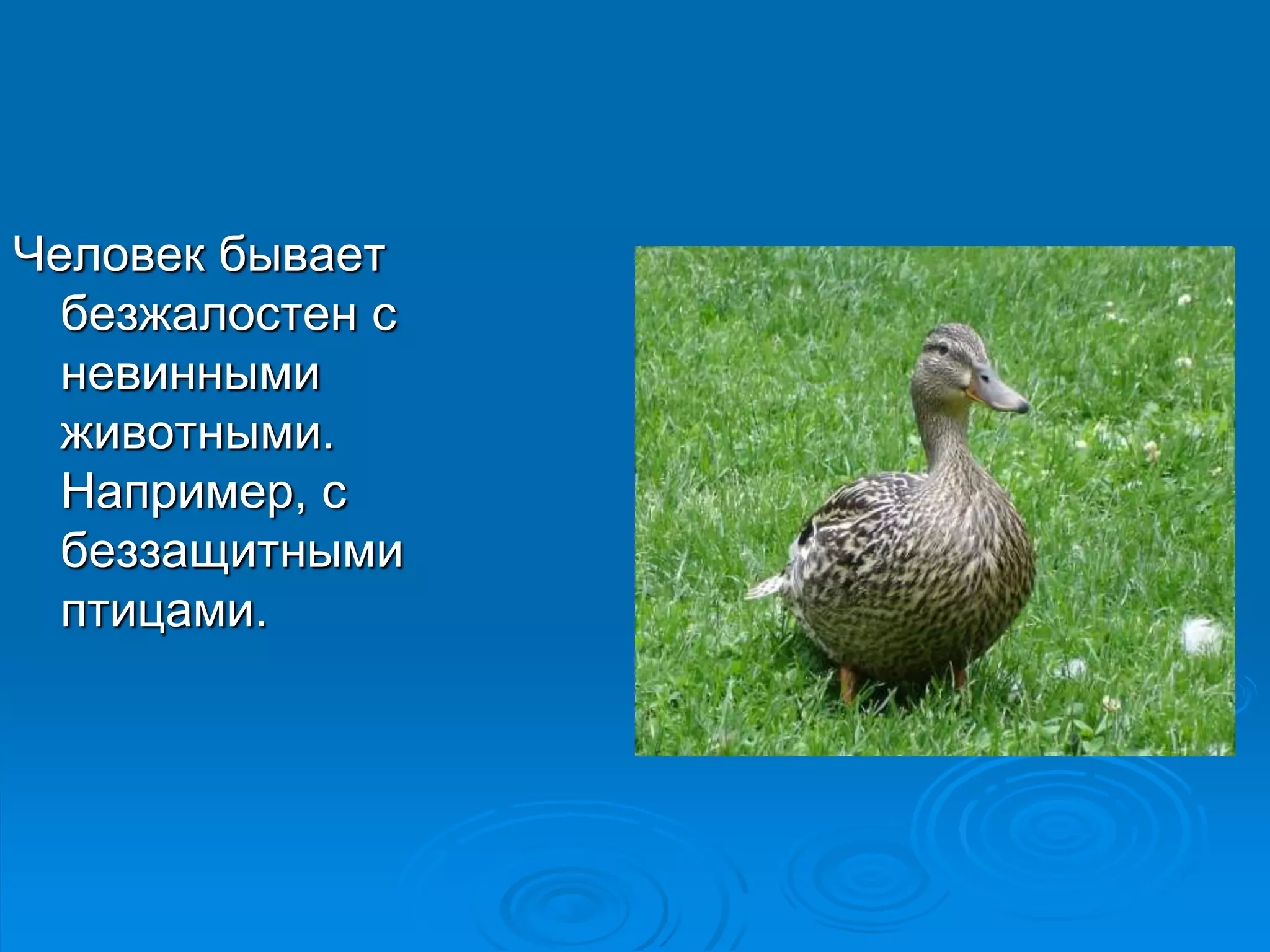 Человек бывает 
безжалостен с 
невинными 
животными. 
Например, с 
беззащитными 
птицами. 
 