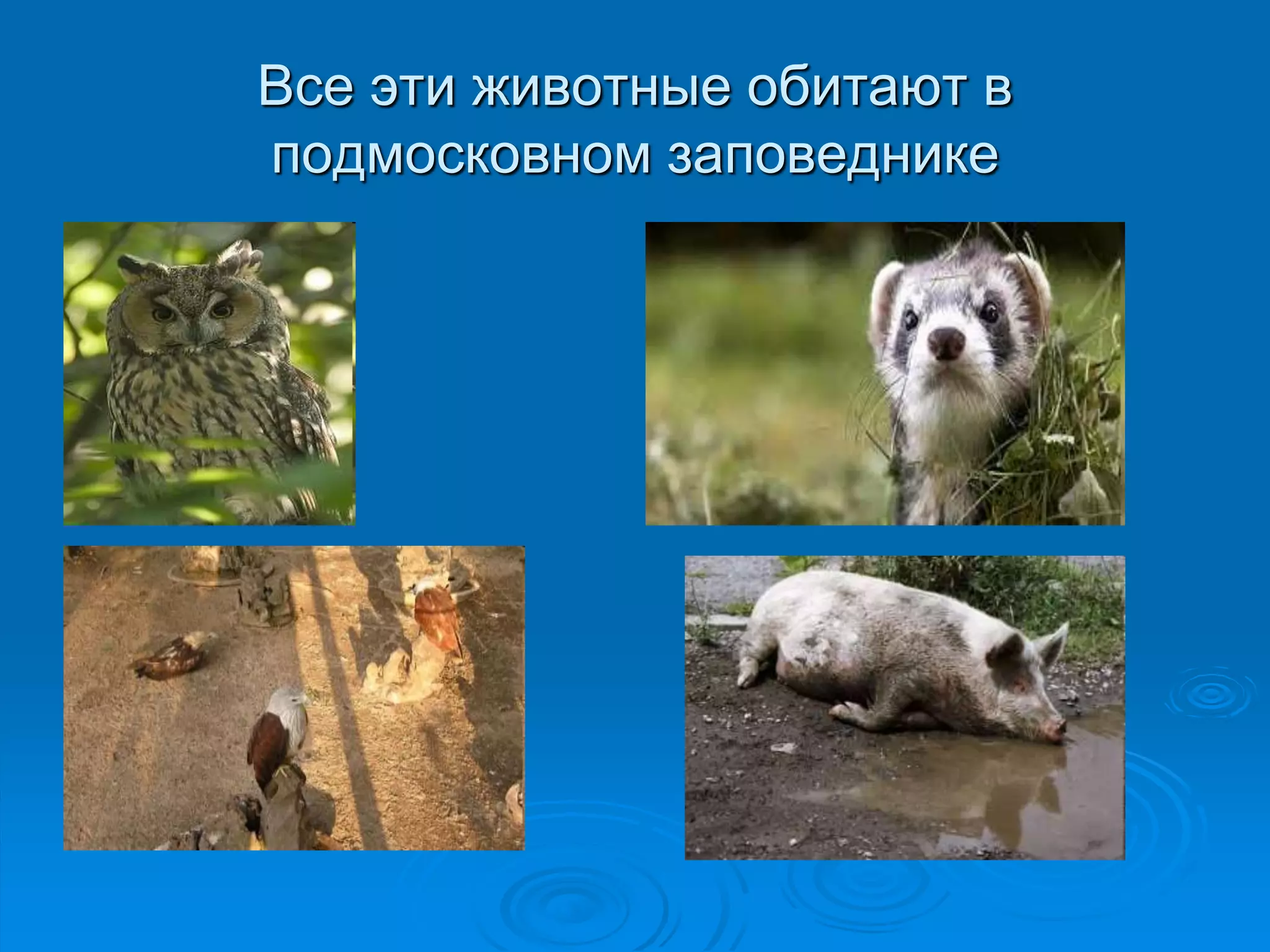 Все эти животные обитают в 
подмосковном заповеднике 
 