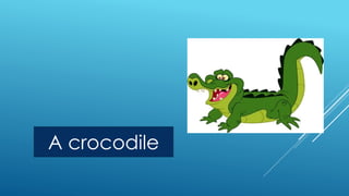 A crocodile 
 