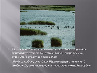  Στο λεκανοπέδιο, όπου οι υγρότοποι αποτελούν ιστορικό και 
αναπόσπαστο στοιχείο του αττικού τοπίου, ακόμα δεν έχει 
αναδειχθεί ο σημαντικός τους ρόλος: 
 Μεγάλος αριθμός υγροτόπων δέχεται σοβαρές πιέσεις από 
οικοδομικούς συνεταιρισμούς και παραμένουν εγκαταλελειμμένοι. 
 