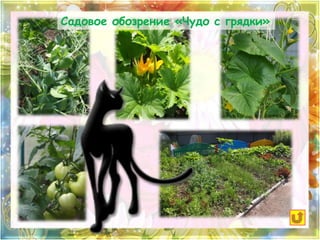 Садовое обозрение «Чудо с грядки» 
 