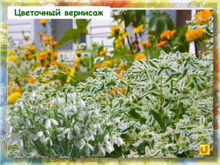 Цветочный вернисаж 
 