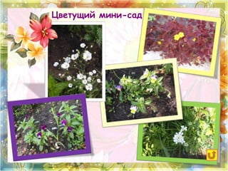 Цветущий мини-сад 
 