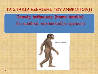 ΤΑ ΣΤΑΔΙΑ ΕΞΕΛΙΞΗΣ ΤΟΥ ΑΝΘΡΩΠΟΥ(1) 
Ικανός άνθρωπος (homo habilis) 
Ζει ομαδικά, κατασκευάζει εργαλεία 
 