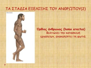 ΤΑ ΣΤΑΔΙΑ ΕΞΕΛΙΞΗΣ ΤΟΥ ΑΝΘΡΩΠΟΥ(2) 
Όρθιος άνθρωπος (homo erectus) 
Βελτιώνει την κατασκευή 
εργαλείων, ανακαλύπτει τη φωτιά. 
 