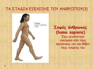 ΤΑ ΣΤΑΔΙΑ ΕΞΕΛΙΞΗΣ ΤΟΥ ΑΝΘΡΩΠΟΥ(3) 
Σοφός άνθρωπος 
(homo sapiens) 
Έχει μεγαλύτερο 
εγκέφαλο από τους 
προγόνους του και θάβει 
τους νεκρούς του 
 