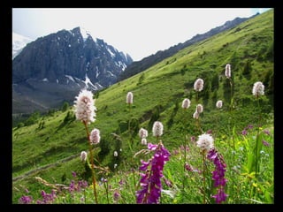 АЛТАЙ. 300 метров над уровнем моря