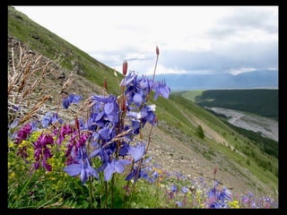АЛТАЙ. 300 метров над уровнем моря