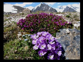 АЛТАЙ. 300 метров над уровнем моря