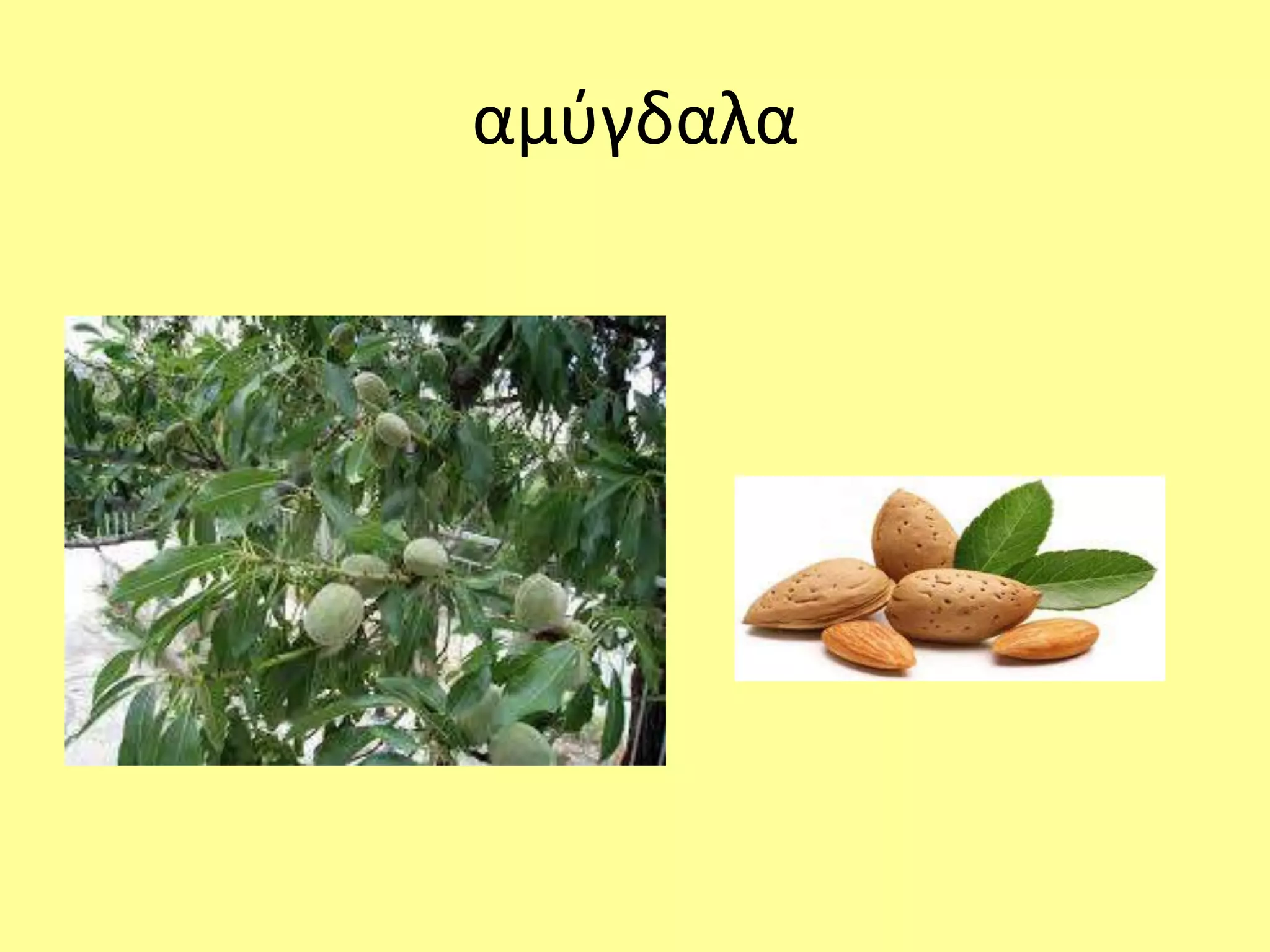 αμύγδαλα 
 