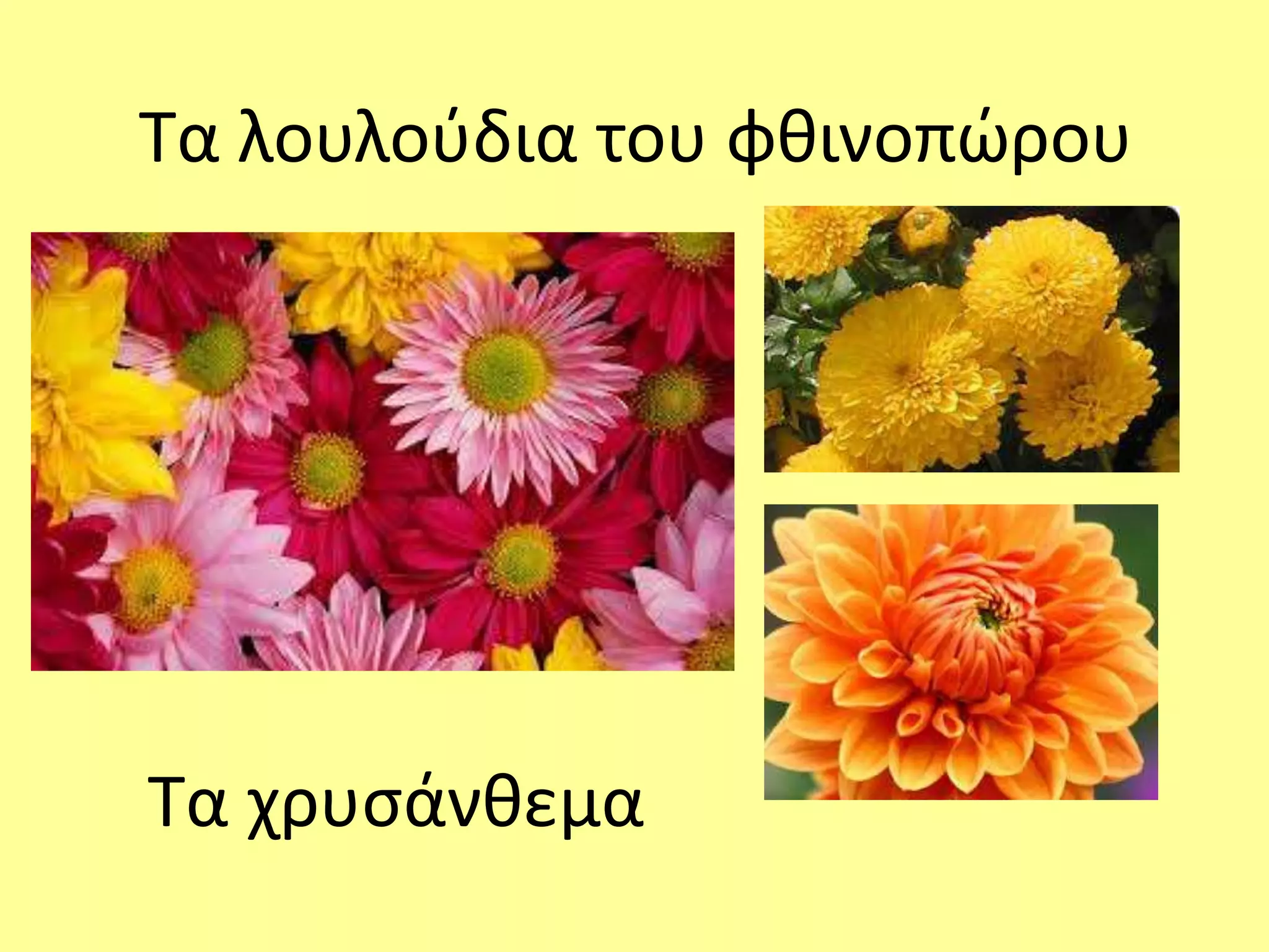 Τα λουλούδια του φθινοπώρου 
Τα χρυσάνθεμα 
 