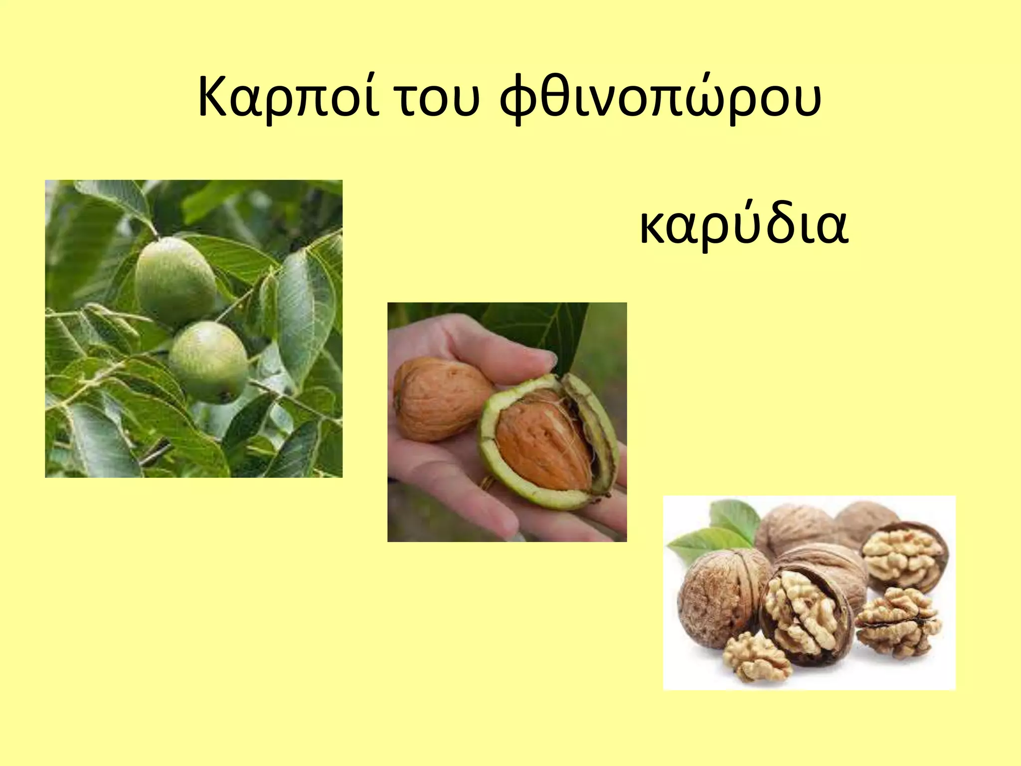 Καρποί του φθινοπώρου 
καρύδια 
 