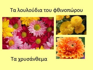 Τα λουλούδια του φθινοπώρου 
Τα χρυσάνθεμα 
 