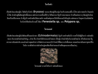 ไบรโอซัว 
เป็นสัตว์ทะเลจัดอยู่ใน ไฟลัมไบรโอซัว (Bryozoa) ชอบอาศัยอยู่เป็นกลุ่ม ในบริเวณทะเลตื้น น้าใส แต่อาจพบบ้าง ในแหล่ง น้าจืด ส่วนใหญ่ยึดติดอยู่กับพื้นทะเล แต่สามารถเคลื่อนที่ช้าๆ ได้โดยรอบ มีรูปร่างหลายแบบ บ้างเป็นแผ่นบางๆ ติดอยู่กับก้อน หินหรือเปลือกหอย บ้างมีรูปร่างคล้ายต้นไม้ขนาดเล็ก พบตั้งแต่ยุคออร์โดวิเชียนจนถึงปัจจุบัน แต่พบมาก ในยุคคาร์บอนิเฟอรัส ไบรโอซัวที่พบในบริเวณนี้ ได้แก่ Fenestellasp.และ Polyporasp. 
ไครนอยด์ เป็นสัตว์ทะเลจัดอยู่ในไฟลัมเอคิโนเดอร์มาตา (Echinodermata) มีรูปร่างคล้ายต้นไม้ บางครั้งจึงมีผู้เรียกว่า พลับพลึง ทะเล ประกอบด้วยส่วนสาคัญ ๓ ส่วน คือ ส่วนหัวมีลักษณะคล้ายดอก เป็นพุ่ม ส่วนลาต้นประกอบด้วยแว่น หรือท่อนกลม มีรู ตรงกลางซ้อนต่อกัน และส่วนล่างสุดคล้ายรากไม้แผ่กระจายออกไป ทาหน้าที่ยึดเกาะกับพื้นทะเล พบแพร่หลายในมหายุคพาลีโอ โซอิก ซากดึกดาบรรพ์ส่วนใหญ่พบเพียงชิ้นส่วนของก้านที่หลุดออกมาเป็นแว่นๆ 
ไครนอยด์ บางครั้งเรียกว่า พลับพลึงทะเล  
