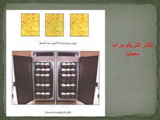 إكثار التريكوجراما 
معمليا 
 