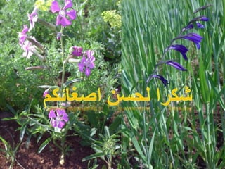 biological control of Earias insulana