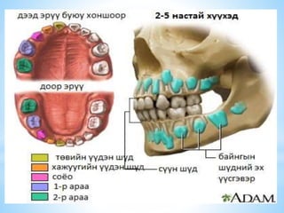 сүүн шүд болон байнгын шүдний онцлог | PPT