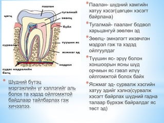 сүүн шүд болон байнгын шүдний онцлог