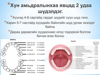 сүүн шүд болон байнгын шүдний онцлог
