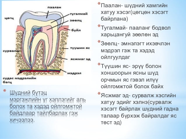 сүүн шүд болон байнгын шүдний онцлог