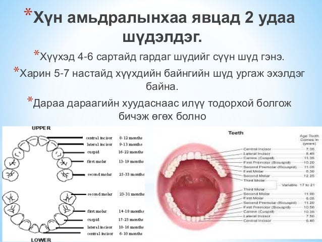 сүүн шүд болон байнгын шүдний онцлог