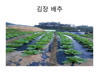 김장 배추 
 