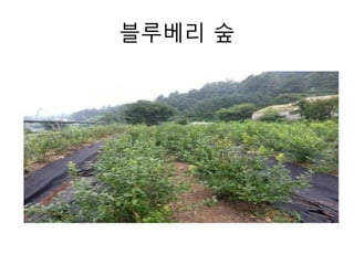 블루베리 숲 
 