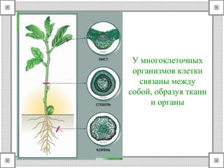 У многоклеточных 
организмов клетки 
связаны между 
собой, образуя ткани 
и органы 
 