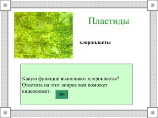 Пластиды 
хлоропласты 
Какую функцию выполняют хлоропласты? 
Ответить на этот вопрос вам поможет 
видеосюжет. 
 
