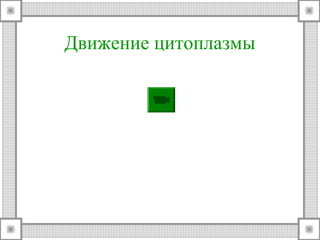 Движение цитоплазмы 
 