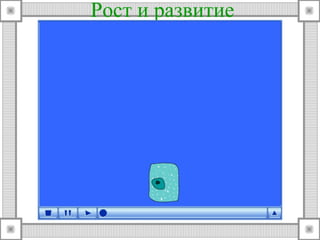 Рост и развитие 
 