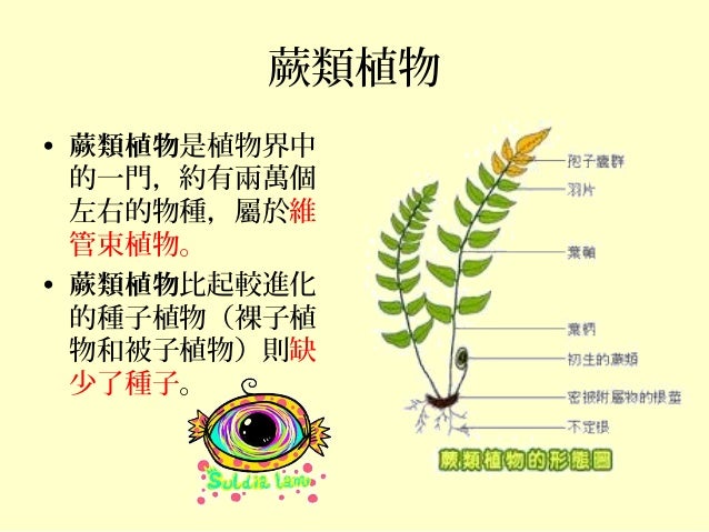 潔潔的生物簡報 潔潔的生物簡報