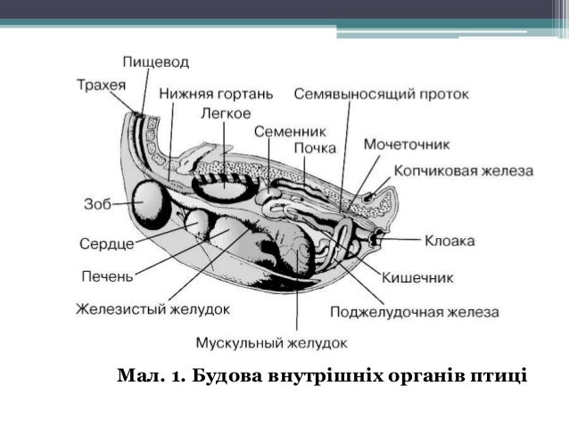 Копчиковая железа характерна для