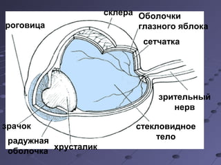 Оболочки 
глазного яблока 
сетчатка 
склера 
радужная 
оболочка хрусталик 
стекловидное 
тело 
роговица 
зрачок 
зрительный 
нерв 
 